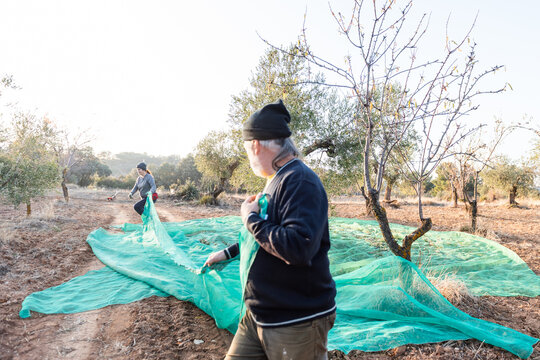 Workers Gathering Nets for Traditional Olive Harvest in Early Morning Light