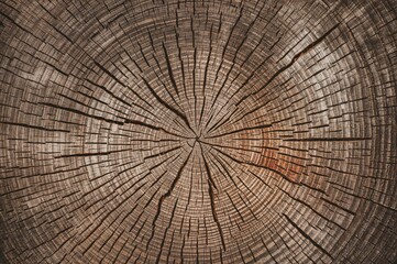 Fototapeta premium Close-up of a cut tree trunk showing detailed rings and cracks on a wooden surface