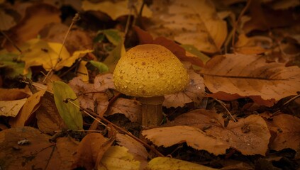 Close-up of a single mushroom amid yellow and brown fallen leaves in autumn