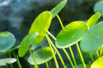 公園の水辺に群生するウォーターコイン