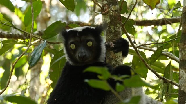 Lemur indri answers the calling of fellows, stops singing and relaxes, portrait 41b