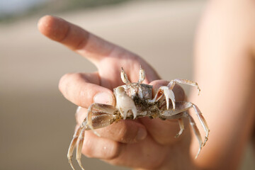 Caucasian young adult hand holding small crab with sandy claws on beach, fingers gently gripping crustacean while blurred background suggesting outdoor coastal environment