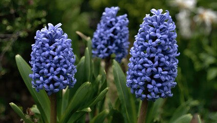 Blue Hyacinth Blooms in a Summer Garden Setting