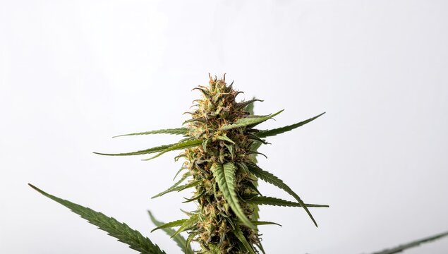 Dried Cannabis Flower Competing in a Contest, showcasing quality and craftsmanship