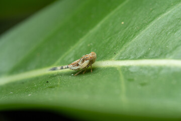 Macro Close-up of a Tiny Planthopper on a Green Leaf Vein