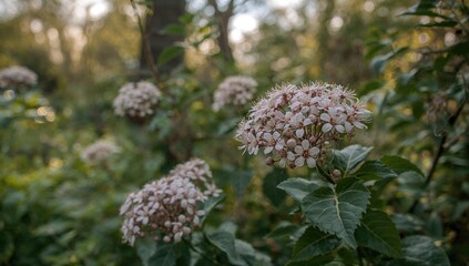Flowers of common ninebark, Physocarpus opulifolius, showcasing seasonal change