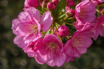 Vibrant Floral Blooms in Full Display from Above