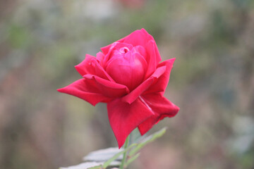 A Bouquet of Red Rose in a garden