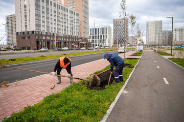 Two men planting trees on the street, utility service. Mass tree planting in autumn. Planting a young tree in a freshly dug hole with a burlap root ball.