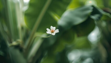 Blurred green foliage with banana flower foreground, natural beauty and tranquility