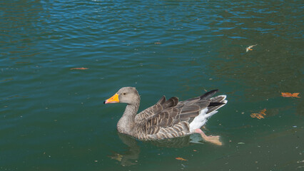 Greylag Goose Floating on a Lake, Barcelona