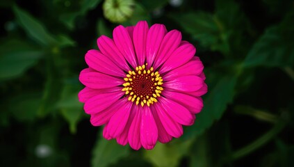 Obraz premium Bright pink zinnia flower featuring a yellow center against a vibrant green backdrop, seasonal beauty