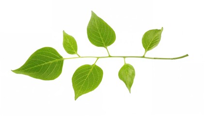 Single ivy leaf on a plain white backdrop