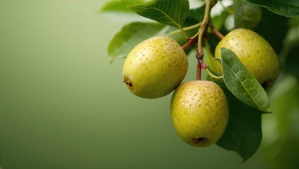 Harvested Japanese plum fruits, healthy fruit choice, seasonal produce