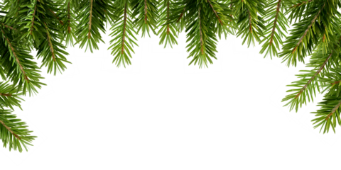 christmas tree branches frame on white