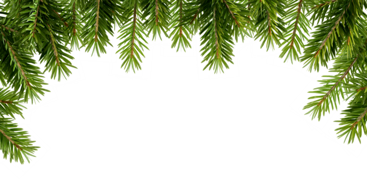 christmas tree branches frame on white