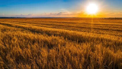 Obraz premium Aerial view of ripe wheat field under a clear summer sky, showcasing agricultural productivity
