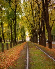 A beautiful golden autumn scenery of a leaf covered pathway in Riga, Latvia. Sunny day in a city.
