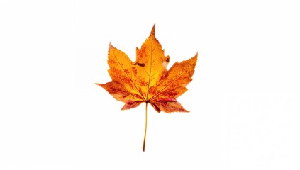 Fototapeta premium Close-up of a single maple leaf against a white backdrop