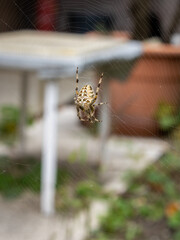 Spider on web in a garden