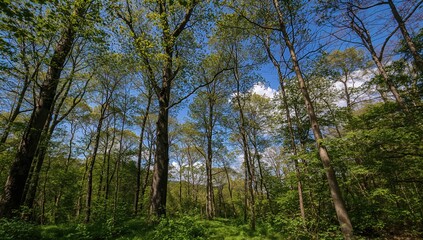 Obraz premium View of towering trees from the center III