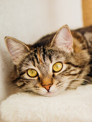 Portrait of a striped domestic cat. Close-up of a cat's face.