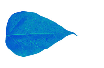 Single Neon Blue Leaf Isolated on Transparent Background with Abstract Color Effect