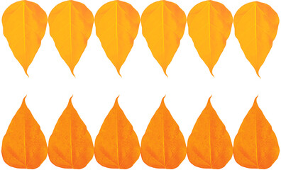 Twelve Vibrant Orange Autumn Leaves Pattern Isolated on Transparent Background