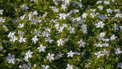 Naklejka premium Springtime periwinkle blossoms in a garden setting, nature, leaves, floral design, summer, beauty, frame, white