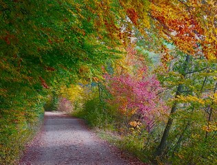Weg durch den bunten Herbstwald