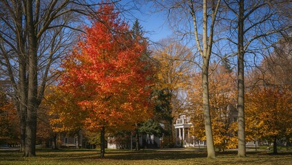 Fototapeta premium Colorful autumn leaves on trees in an urban park setting