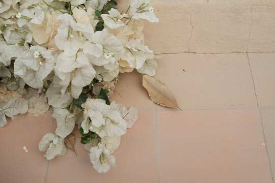 Fototapeta flowers in the garden