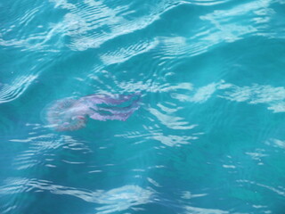 Purple Jellyfish (Phylum Cnidaria) on surface of the ocean / sea