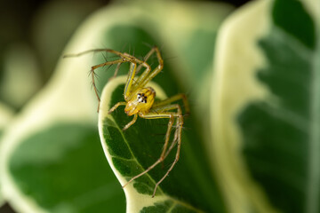 Yellow Striped Lynx Spider on a Variegated Leaf