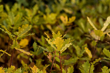 Young oak seedlings growing in forest nursery – reforestation and sustainability concept