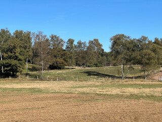 landscape with trees and meadow