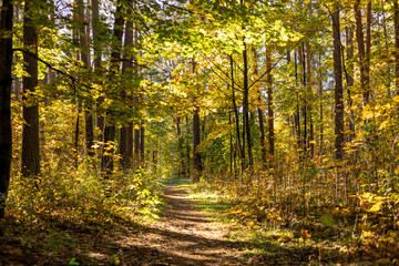 A beautiful sunny autumn day in the woodlands of Latvia. Fall scenery with trees and golden foliage.