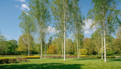 Obraz premium Birch trees during summer in a park, showcasing seasonal change