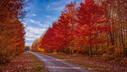 Fototapeta premium Autumn scene featuring red maple trees along a driveway in a rural area