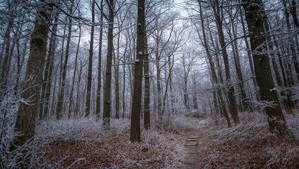 Fototapeta premium Beech forest typical of pre-alpine regions in winter, highlighting seasonal change