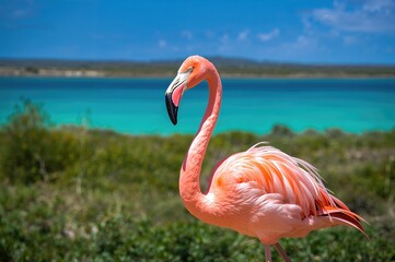 Obraz premium Pink Bird Standing Alone