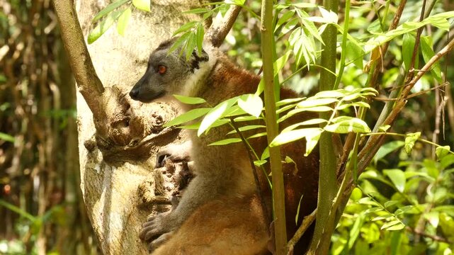 Brown lemur Eulemur fulvus in tree 1