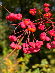 close up of pink berries