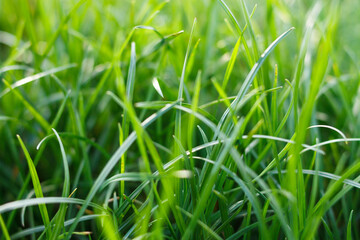 Green grass under the sun's rays