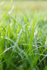 Green grass under the sun's rays