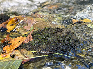 river with streaming water in the wood