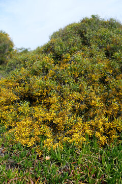 Mimosa tree