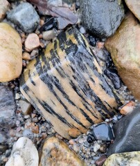 A Beautiful Striped Rock Found at The Beach