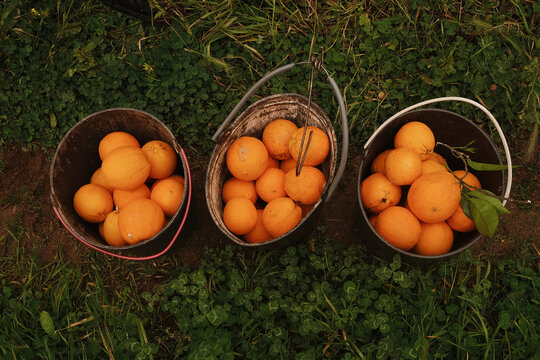 Picking oranges