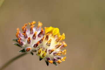 Une fleur color&eacute; en fin de vie 